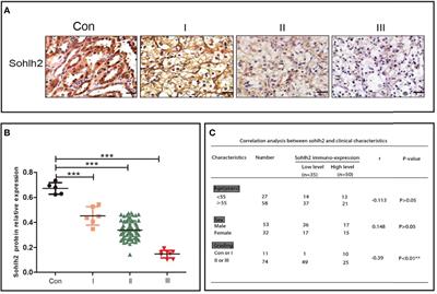 Sohlh2 Inhibits the Malignant Progression of Renal Cell Carcinoma by Upregulating Klotho via DNMT3a